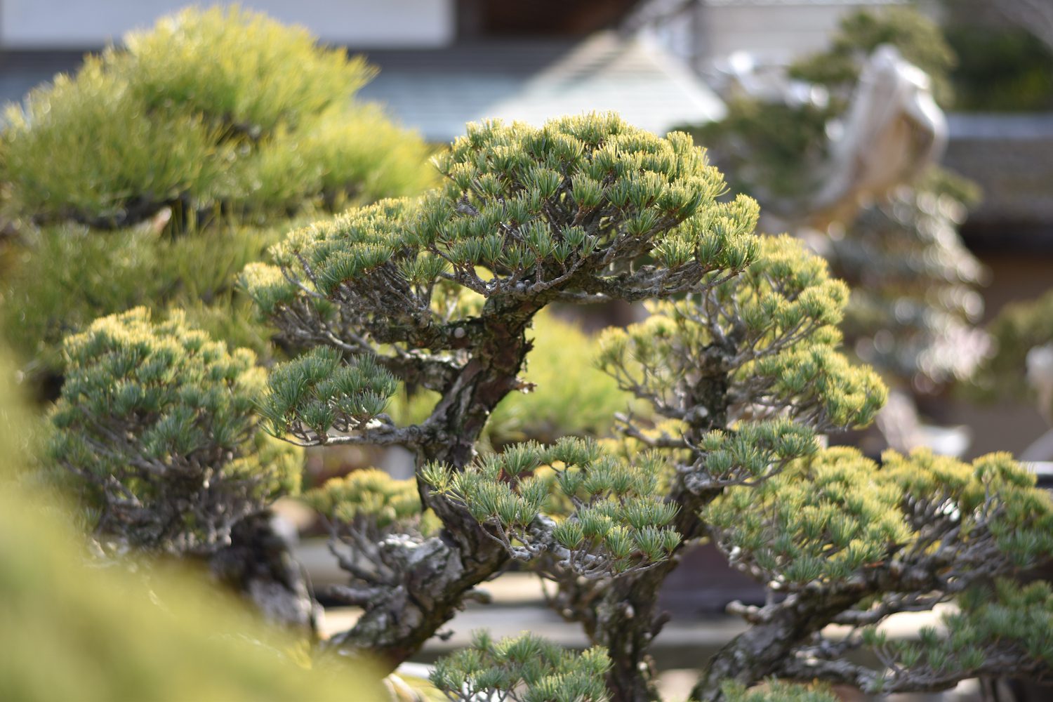 The Bonsai Parlour